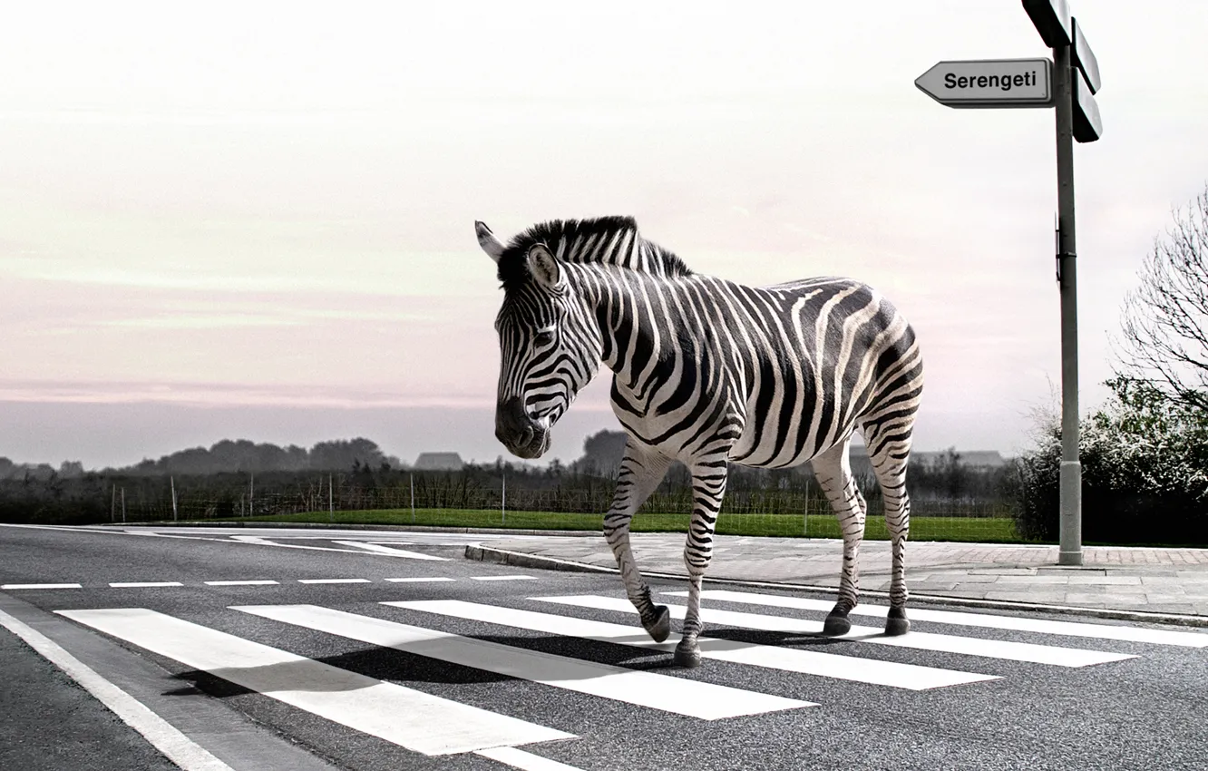 Фото обои дорога, природа, зебра