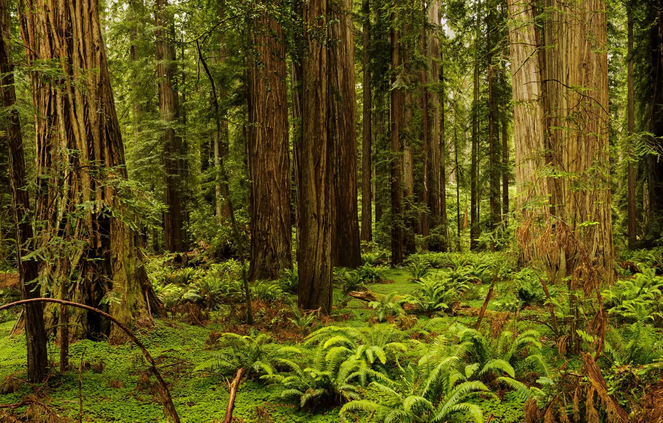 Фото обои лес, трава, деревья, Калифорния, США, папоротник, Redwood National And State Parks