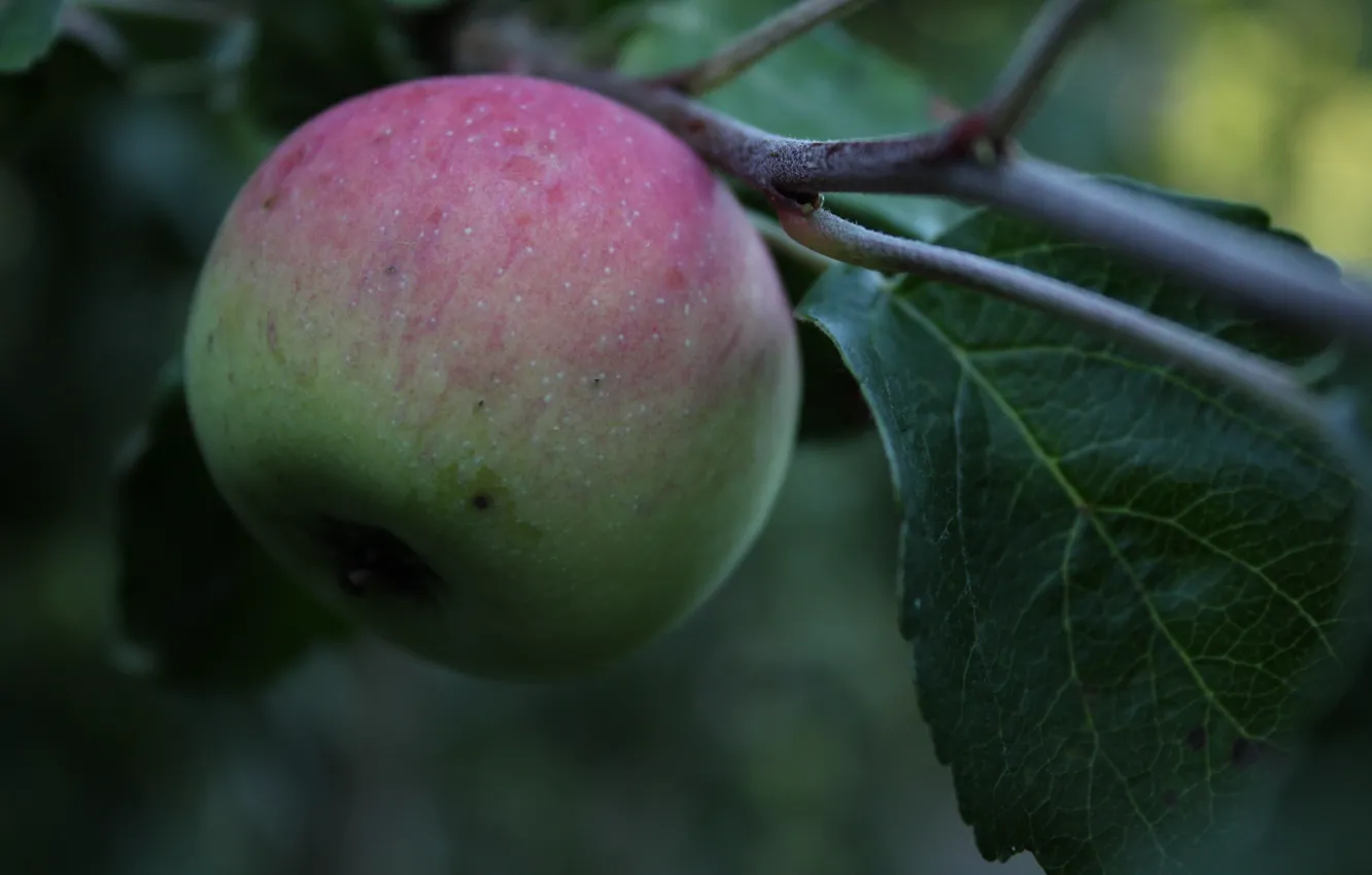 Фото обои лето, зеленый, дерево, green, apple, яблоко, ветка, фрукт