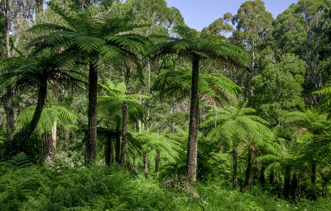 Фото обои лес, трава, деревья, пальмы, джунгли, Австралия, Dandenongs