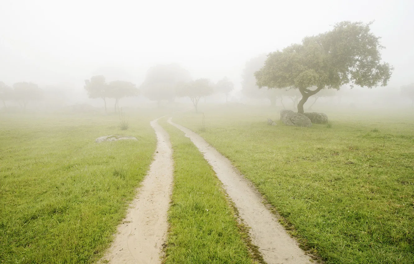 Фото обои дорога, лето, трава, деревья, туман, камни, утро