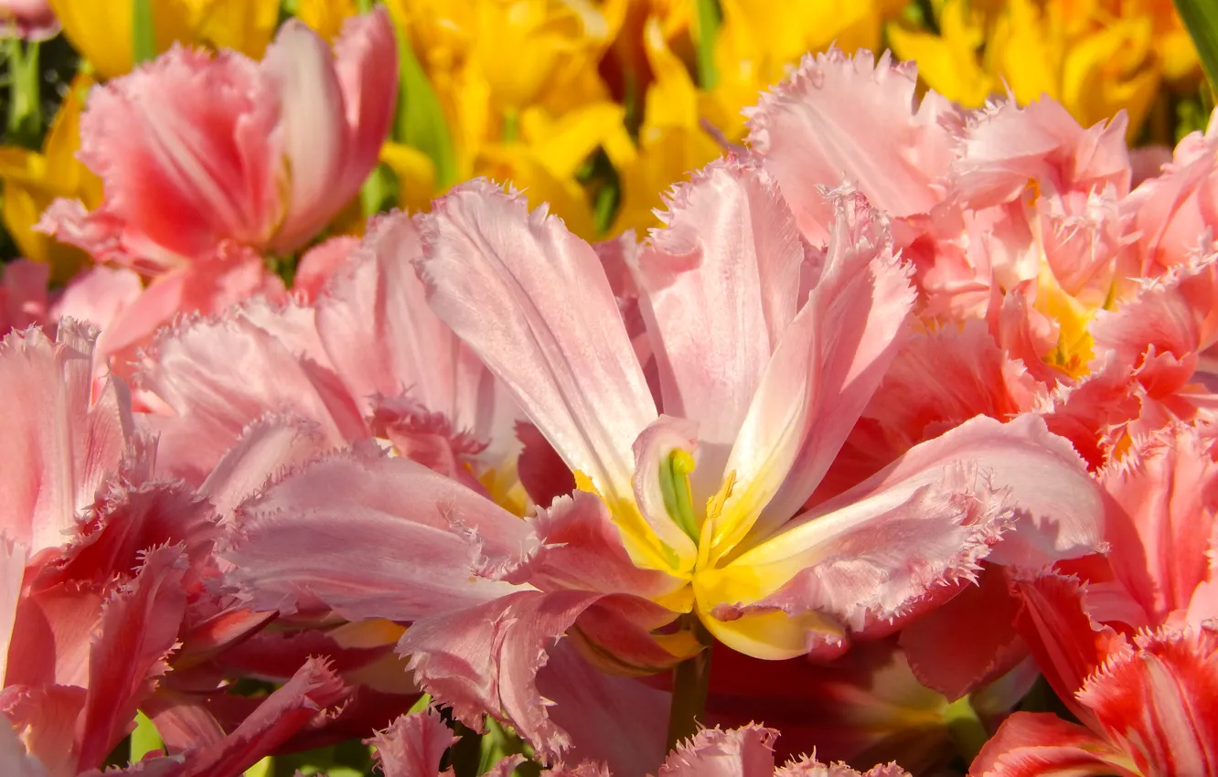 Фото обои цветы, widescreen, обои, весна, тюльпаны, wallpaper, grass, flower