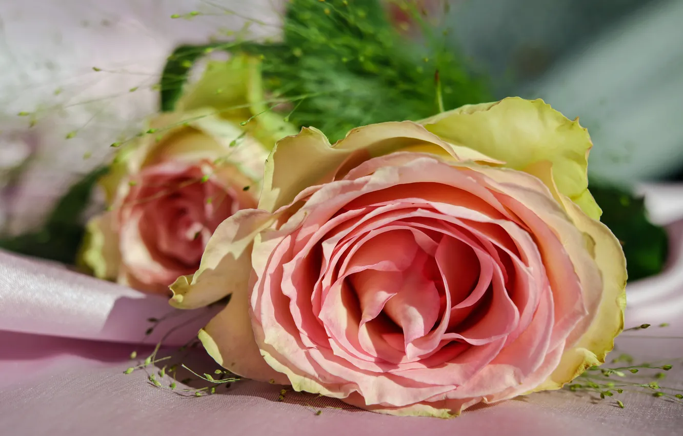 Фото обои две, розы, розовые