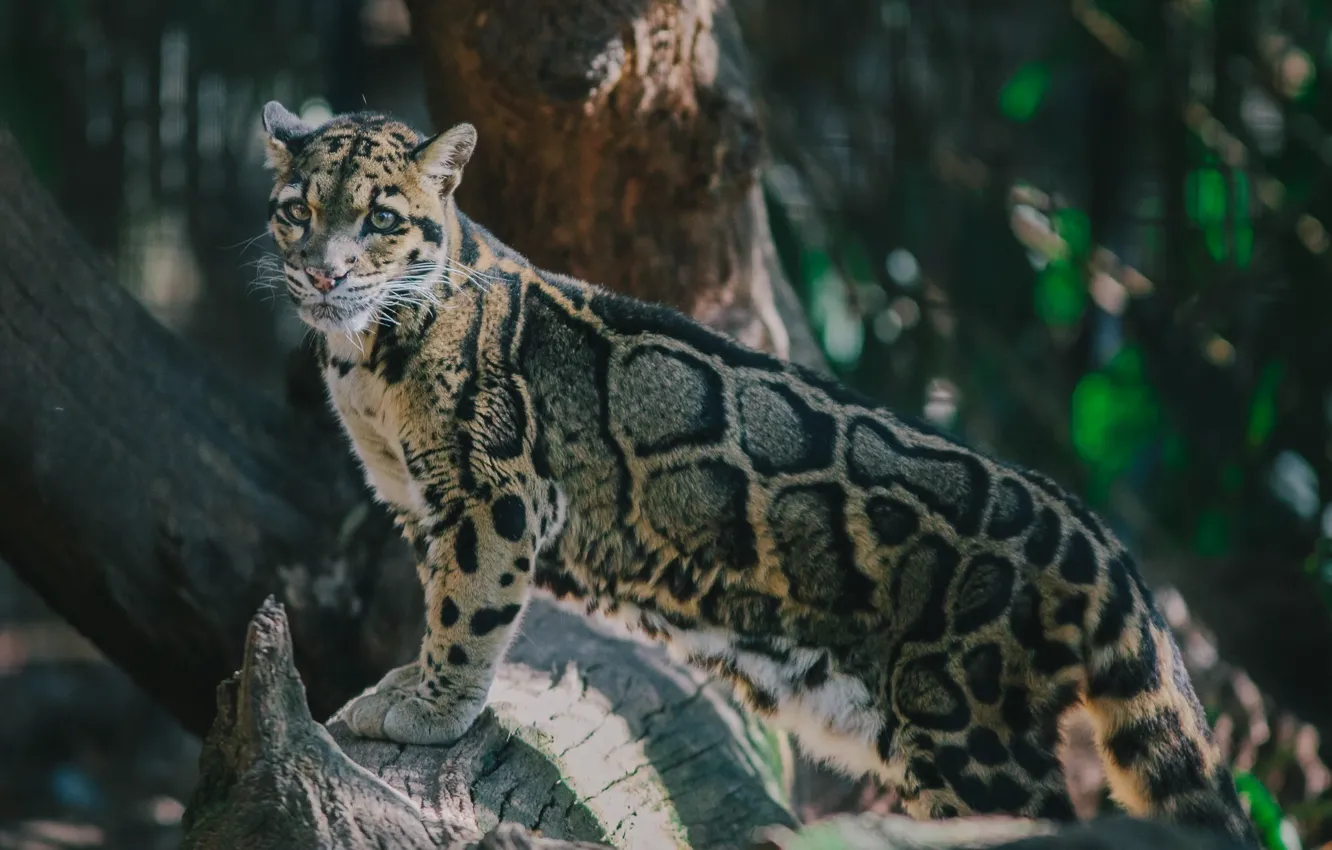 Фото обои поза, хищник, пятна, дикая кошка, дымчатый леопард
