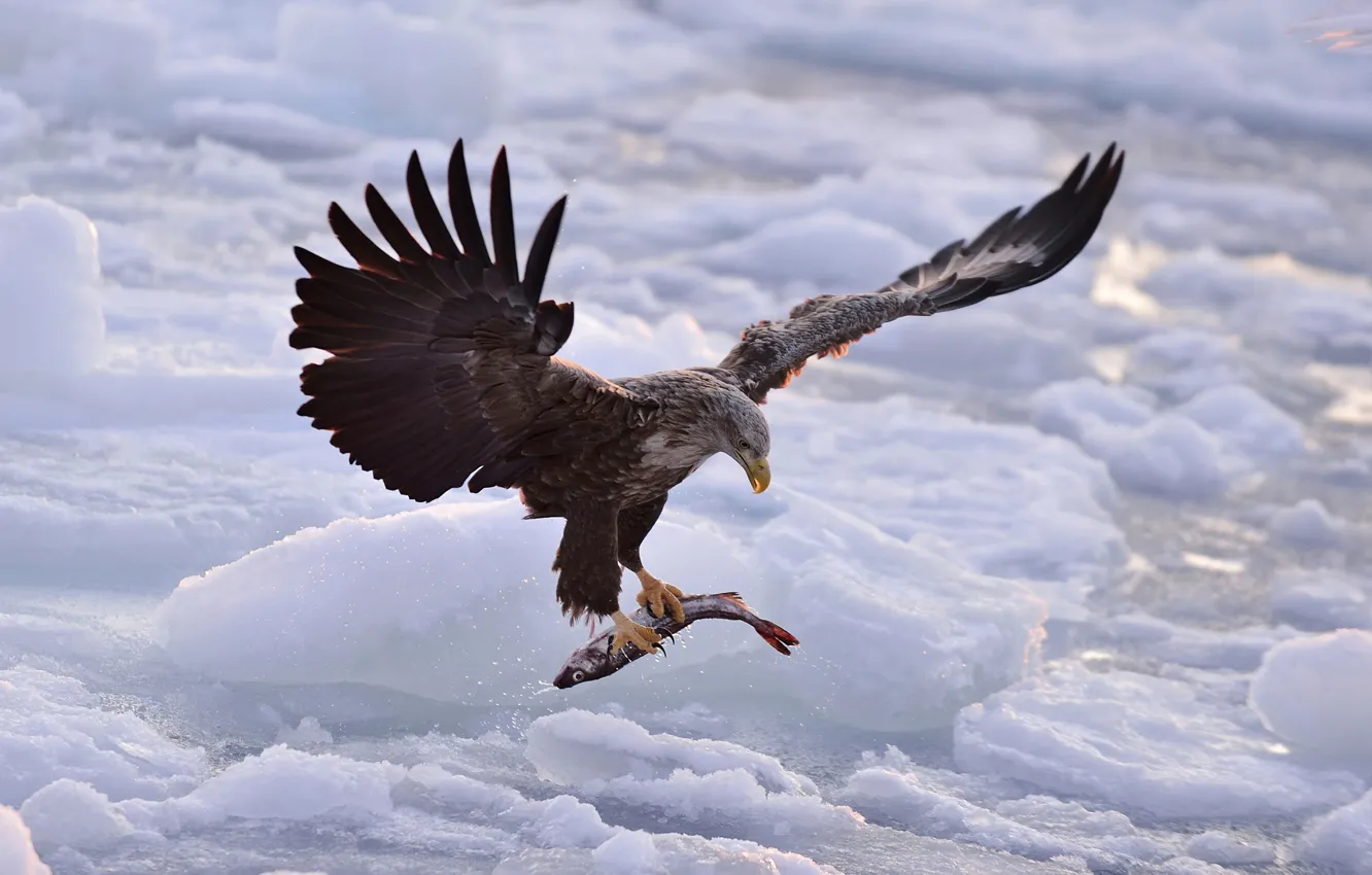 Фото обои ice, eagle, fish, hunting