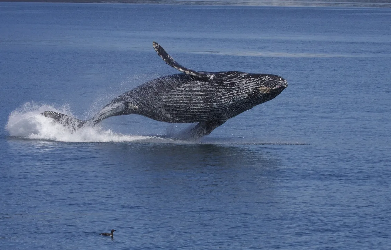 Фото обои вода, океан, птица, Аляска, длиннорукий полосатик, горбач, горбатый кит, кайра