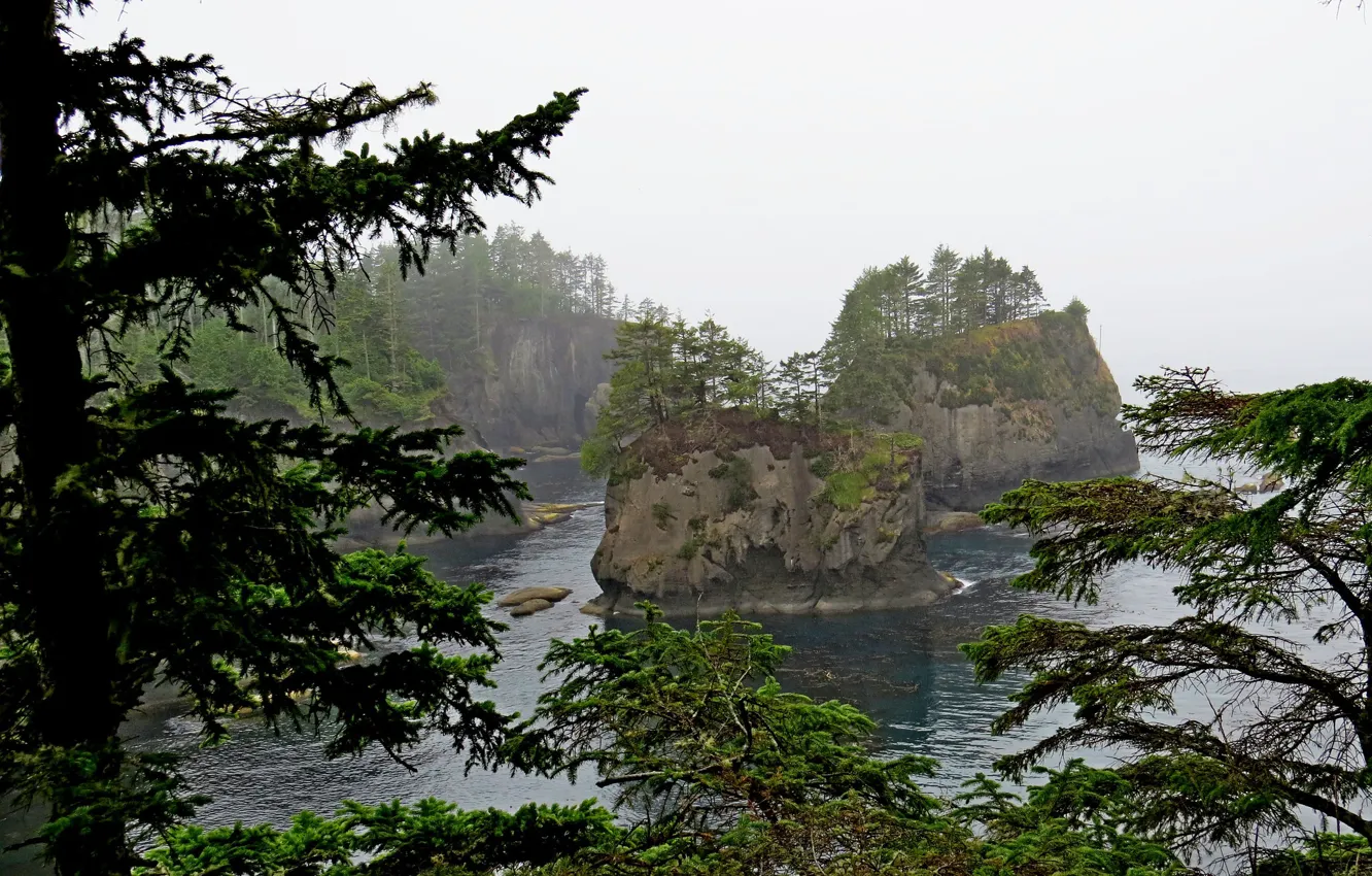 Фото обои море, деревья, туман, скалы, побережье