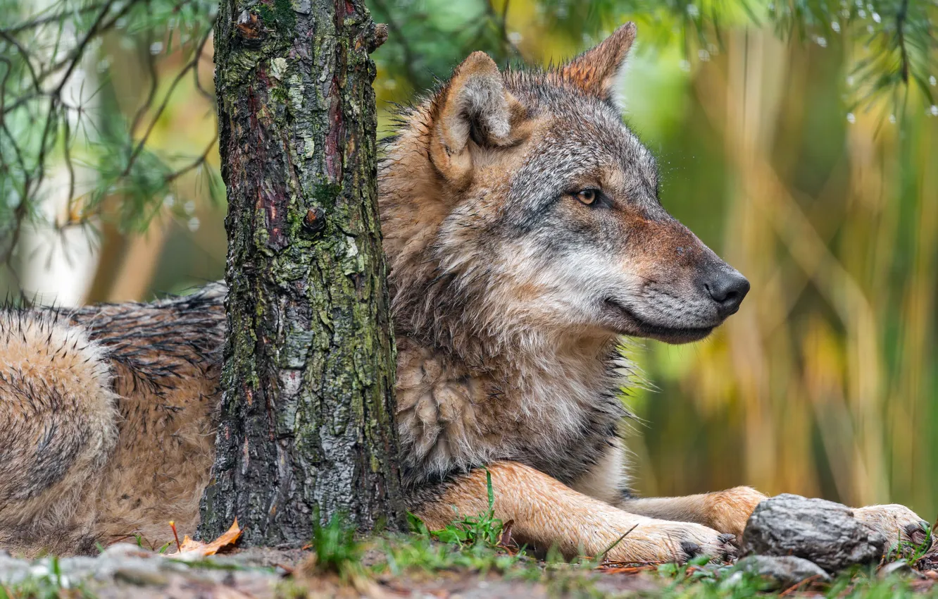 Фото обои nature, predator, animal, wolf, wildlife, portrait, portrait., Canis lupus. face