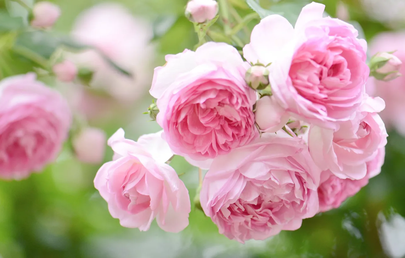 Фото обои макро, розы, розовые, бутоны