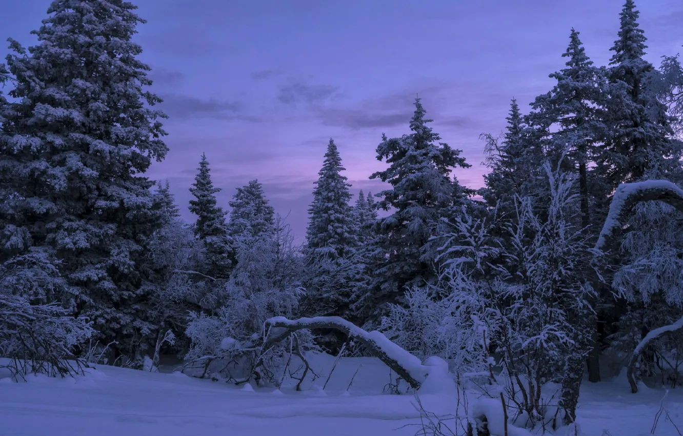 Фото обои зима, лес, небо, снег, природа, елки, вечер, Шарапов Андрей