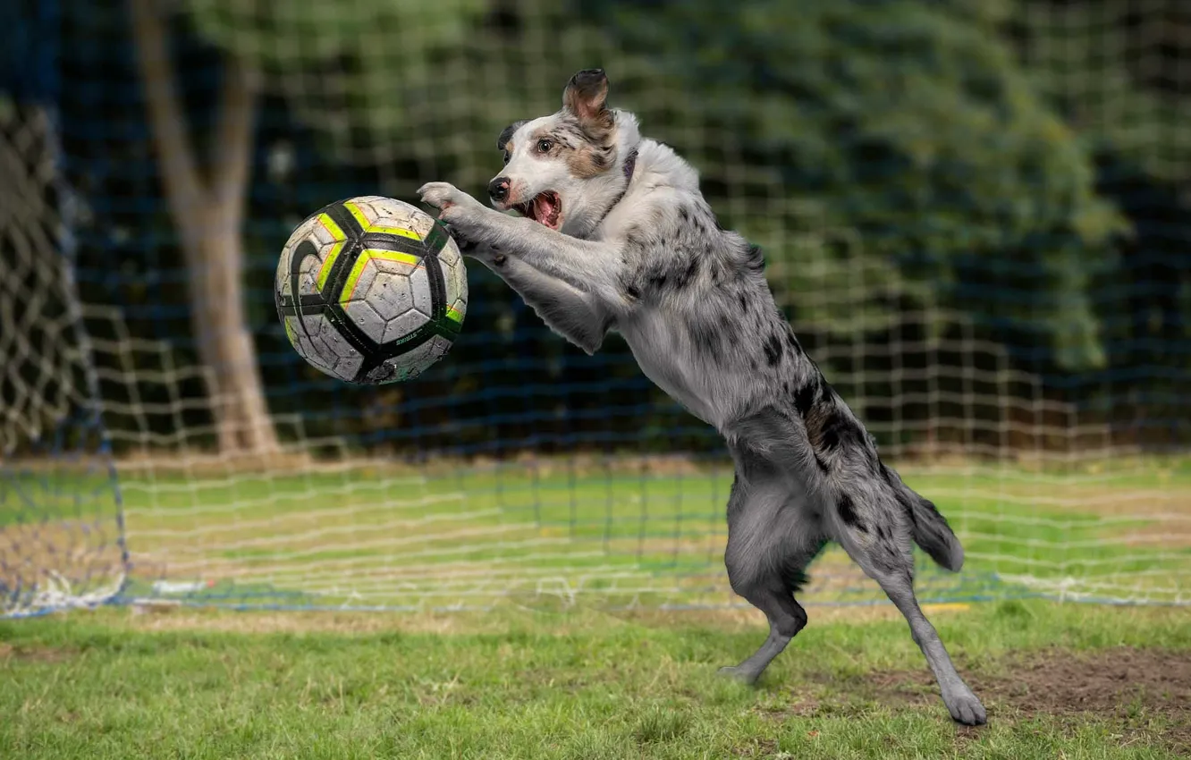 Фото обои футбол, игра, мяч, собака