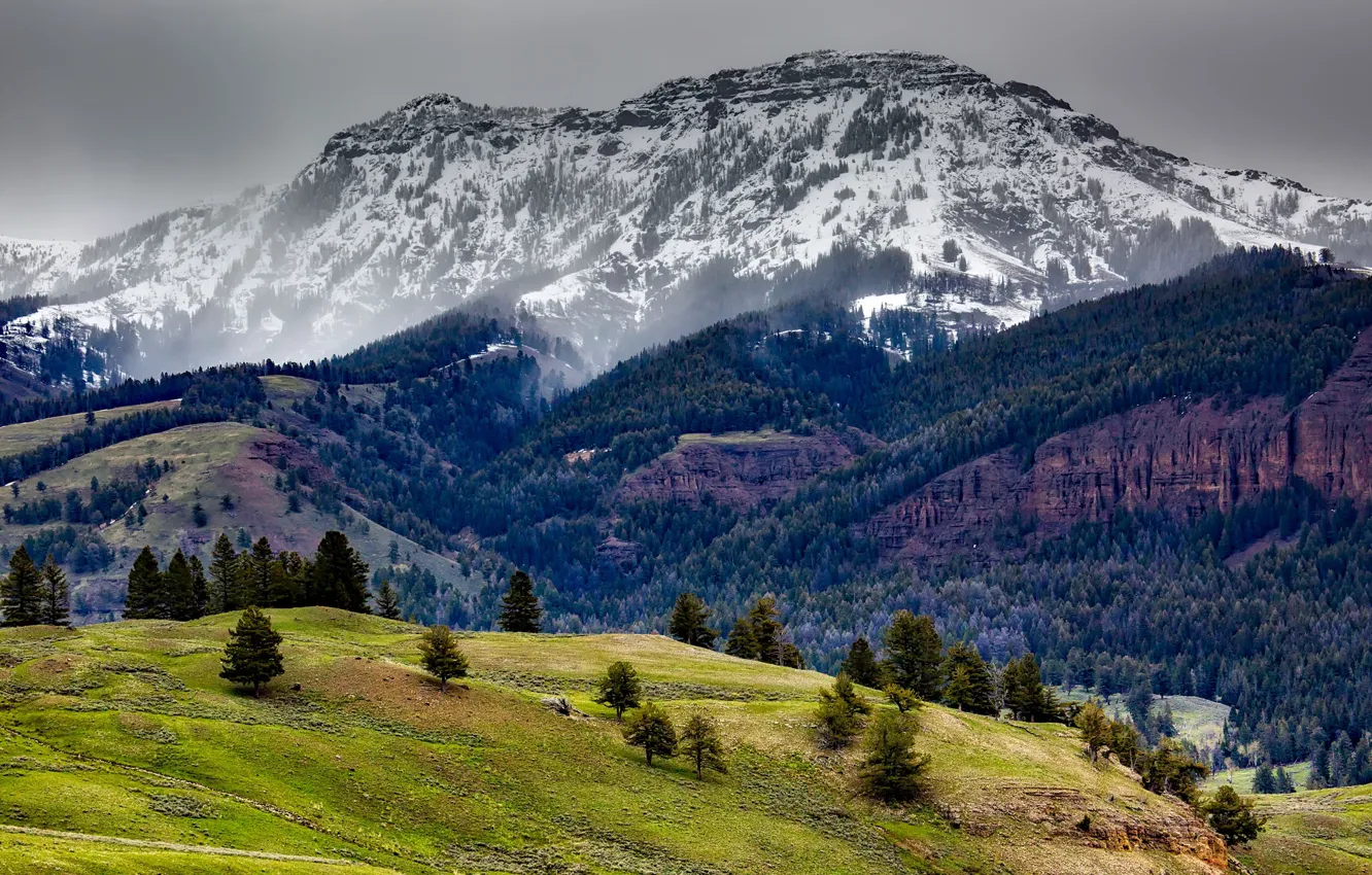 Фото обои лес, снег, деревья, горы, скалы, США, Yellowstone National Park