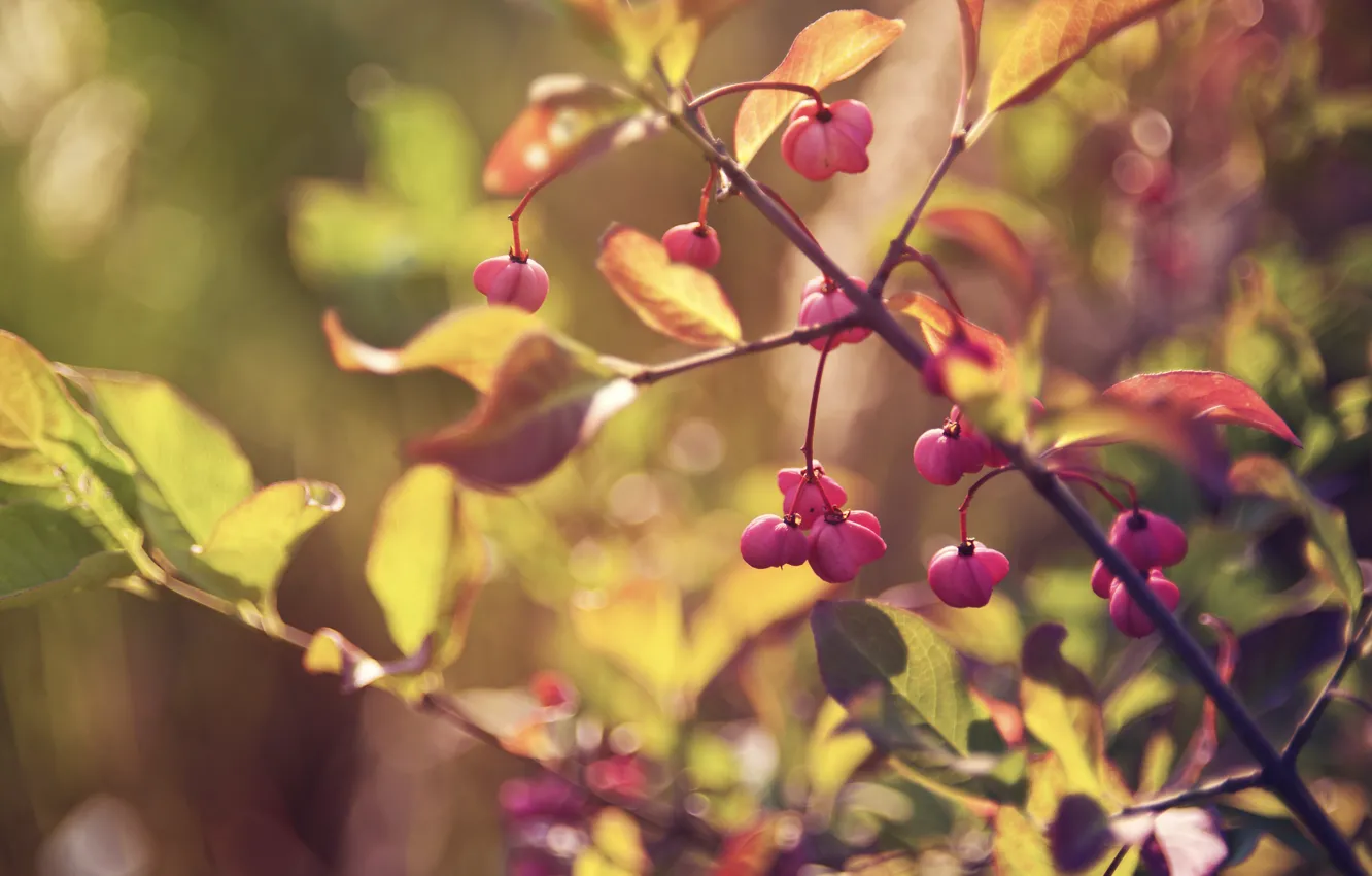 Фото обои осень, листья, макро, свет, ветки, лист, блики, ягоды