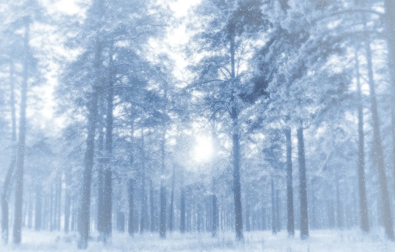 Фото обои зима, иней, лес, снег, деревья, сосны, просвет, морозно