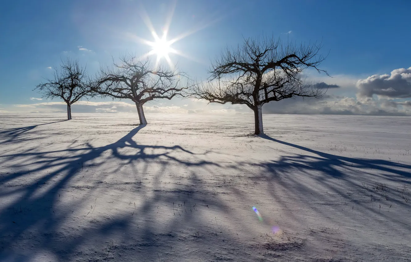 Фото обои зима, снег, деревья, утро