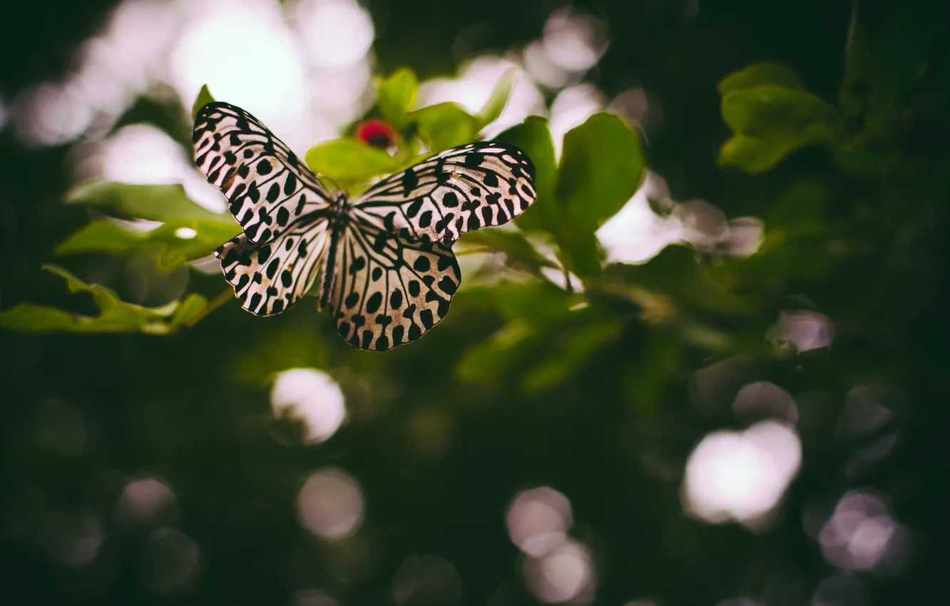 Фото обои бабочка, крылышки, боке