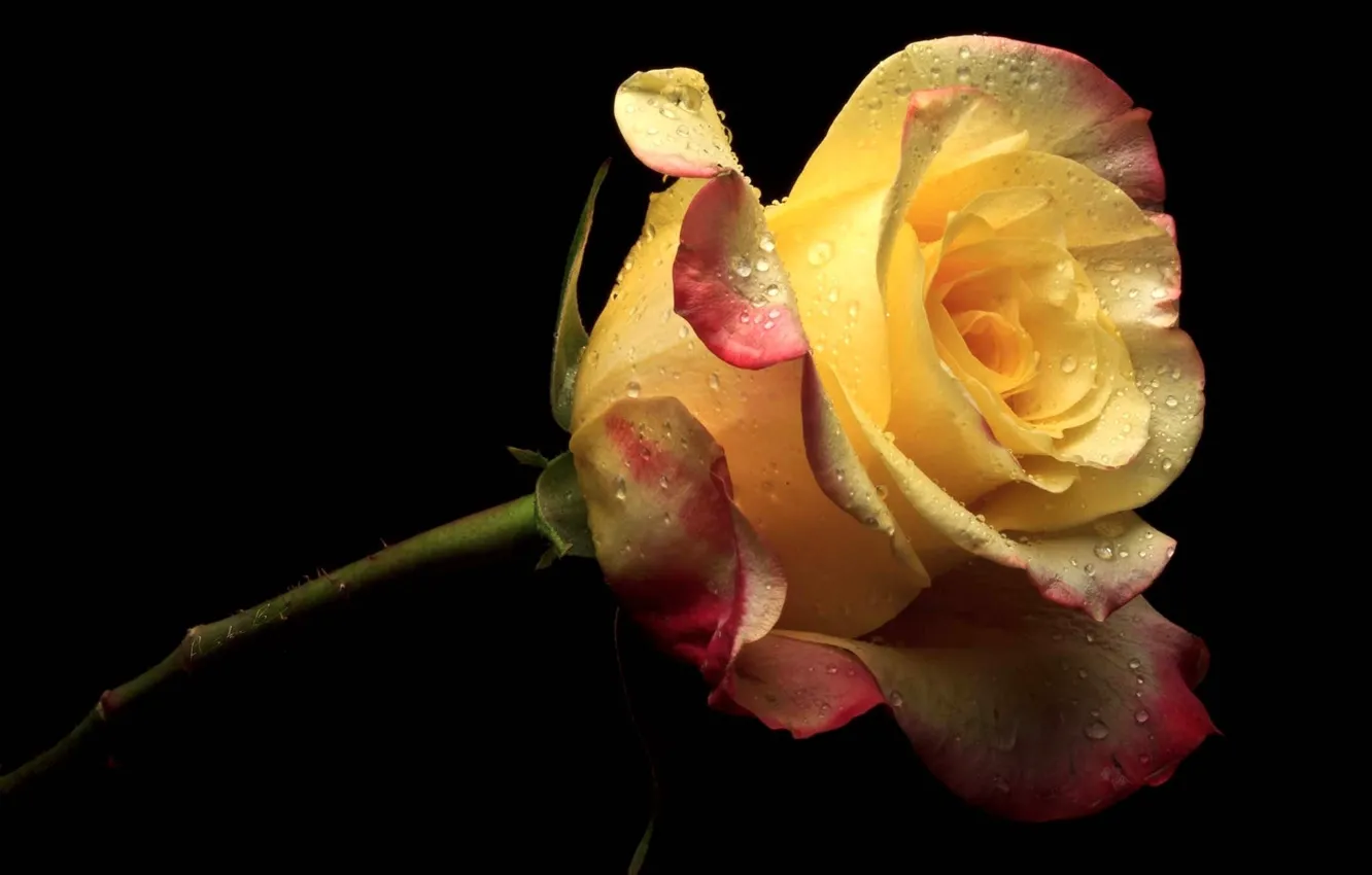 Фото обои цветок, цветы, желтый, розовый, роза, лепестки, черный фон