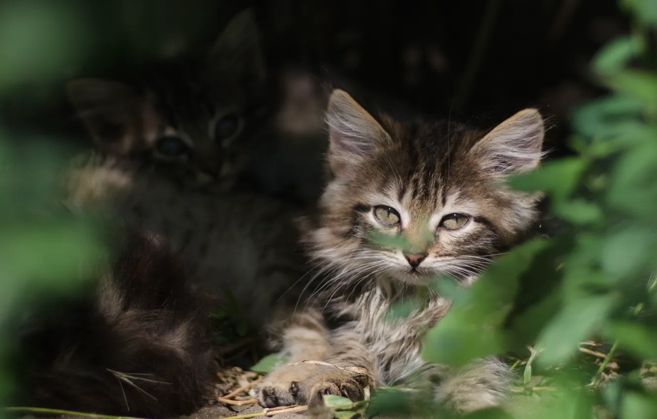 Фото обои зелень, глаза, мордочка, котята, убежище
