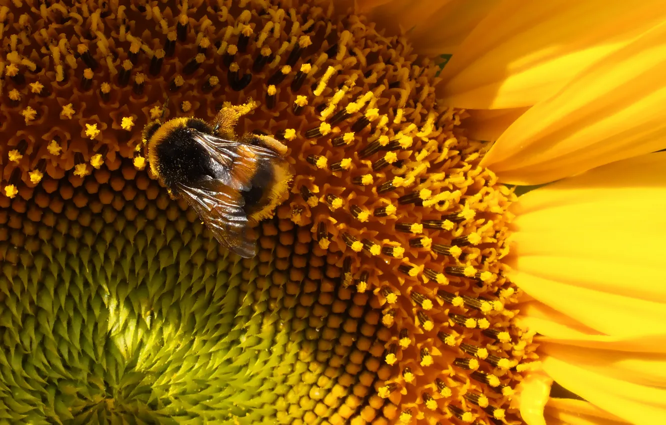 Фото обои пчела, тень, Подсолнух