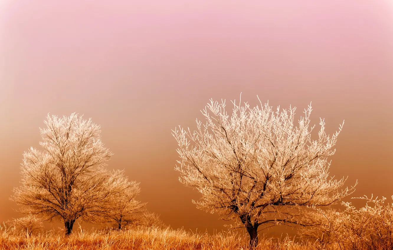 Фото обои иней, поле, трава, деревья, туман, восход, мороз