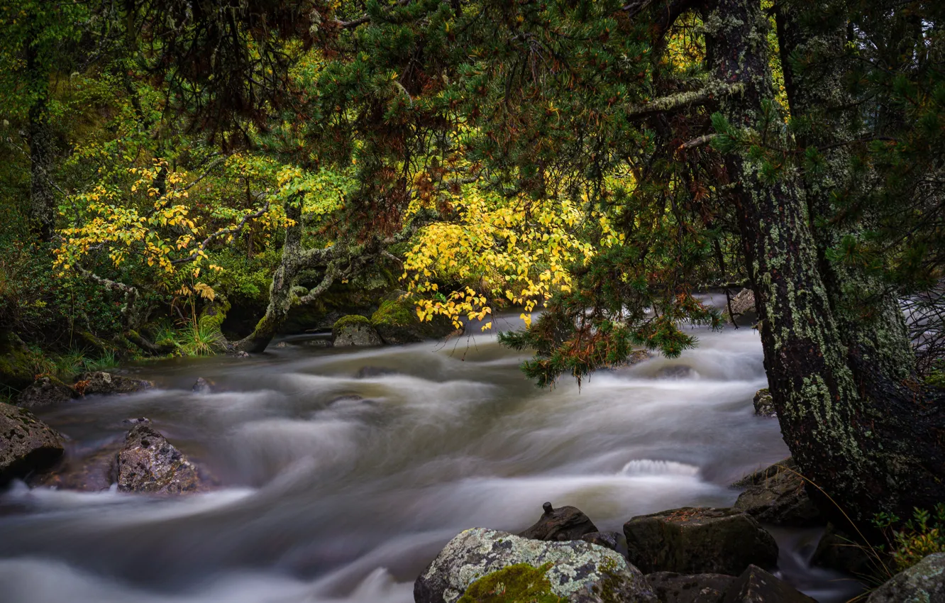 Фото обои осень, лес, пейзаж, природа, река, камни
