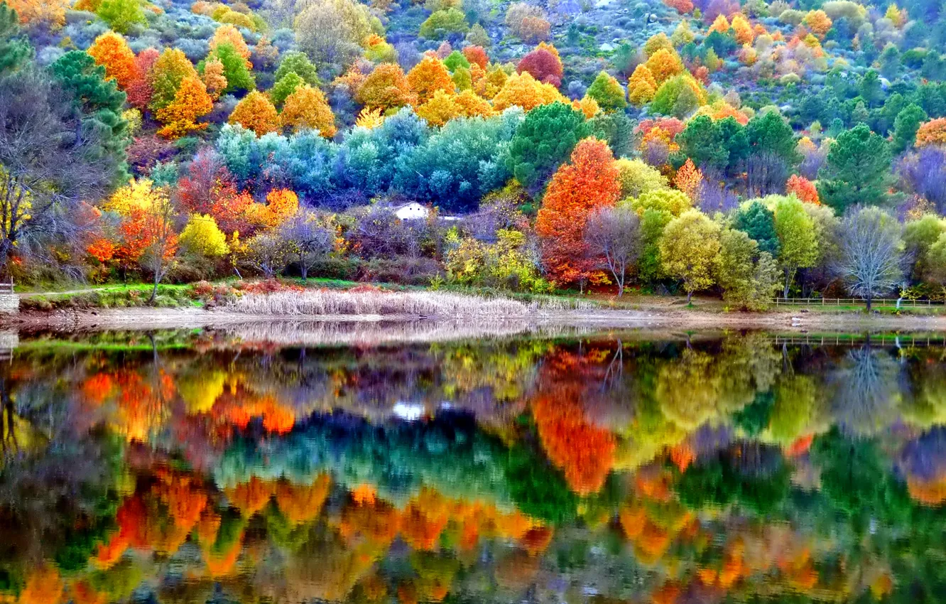 Фото обои осень, лес, деревья, озеро, склон