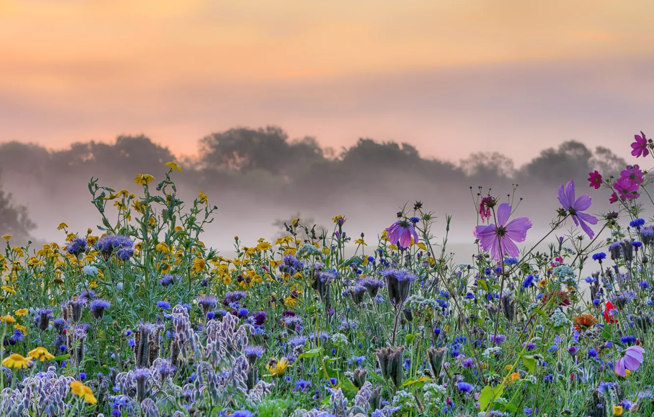 Фото обои цветы, туман, утро