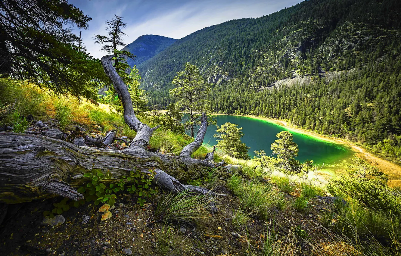 Фото обои forest, trees, mountain, turquoise lake, dry grass