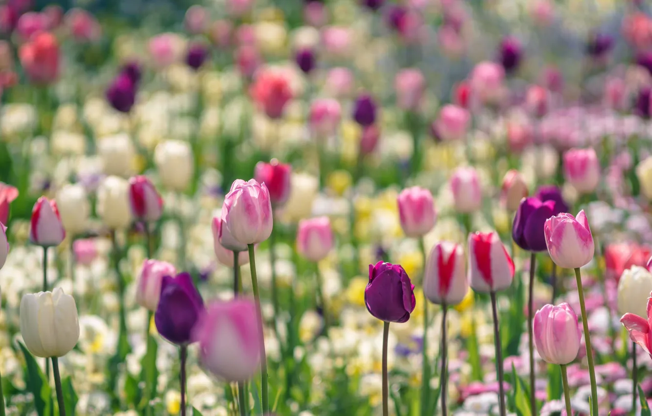 Фото обои парк, краски, весна, лепестки, сад, луг, тюльпаны
