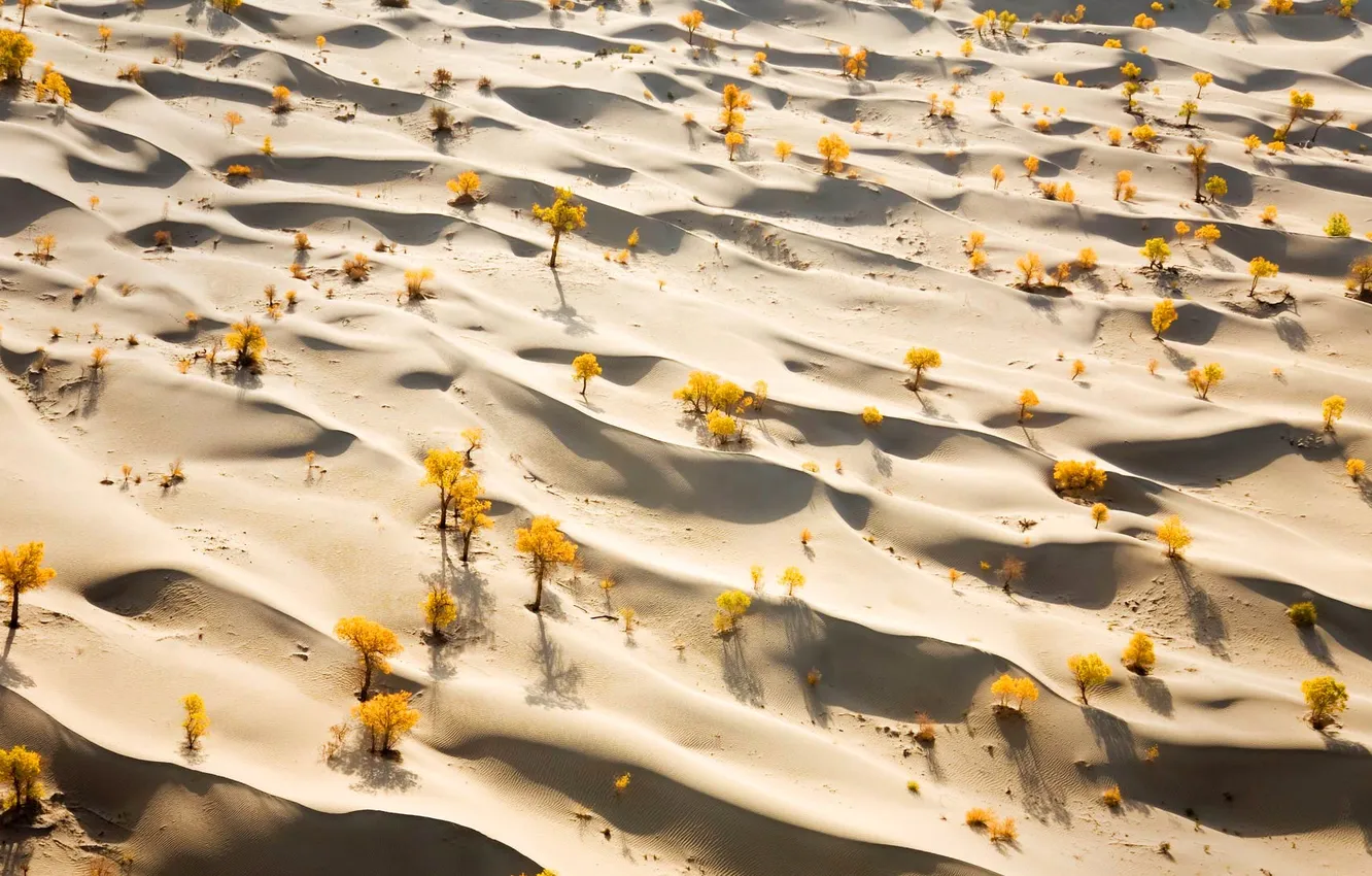 Фото обои песок, осень, деревья, пустыня, Китай