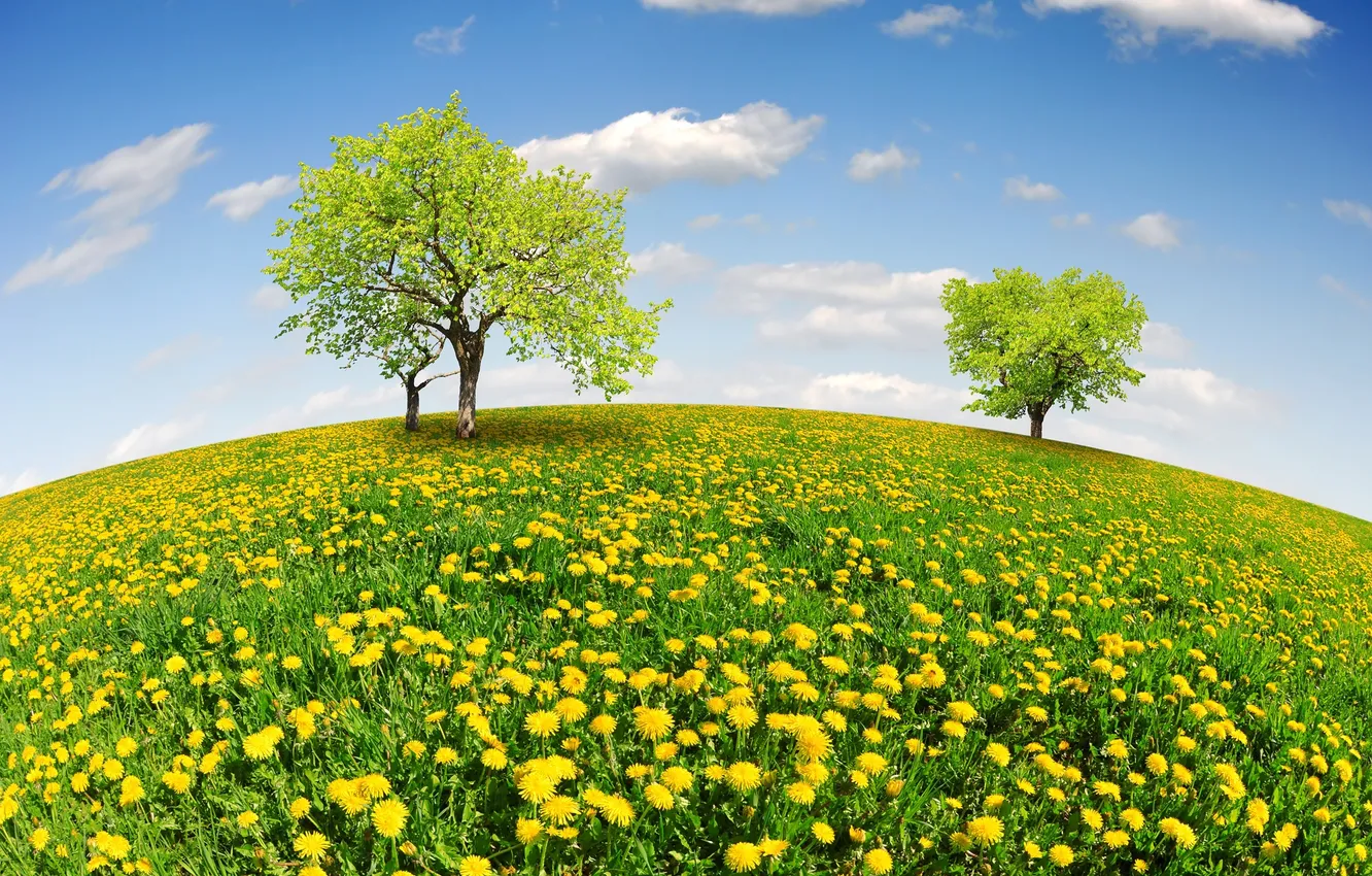 Фото обои поле, небо, деревья, весна, луг, sunshine, одуванчики, field