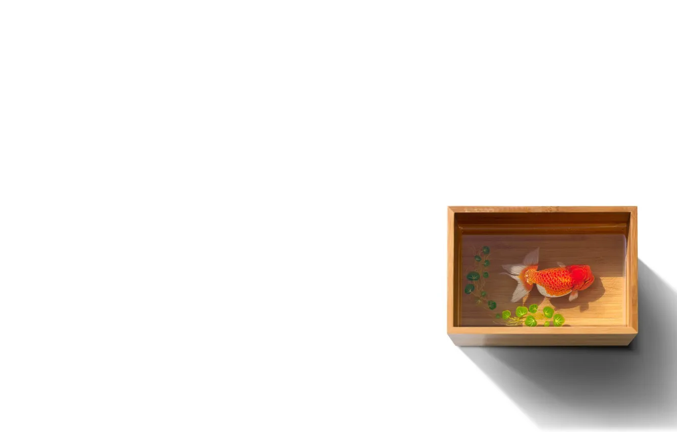 Фото обои вода, коробка, рыбка, рыба, белый фон, емкость, золотая, короб