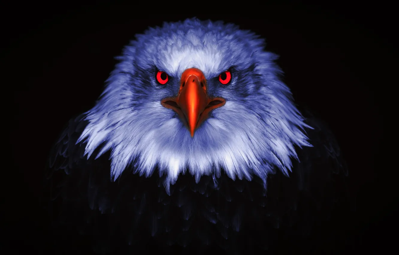 Фото обои взгляд, птица, орел, хищник, голова, клюв, черный фон, Brightened eagle