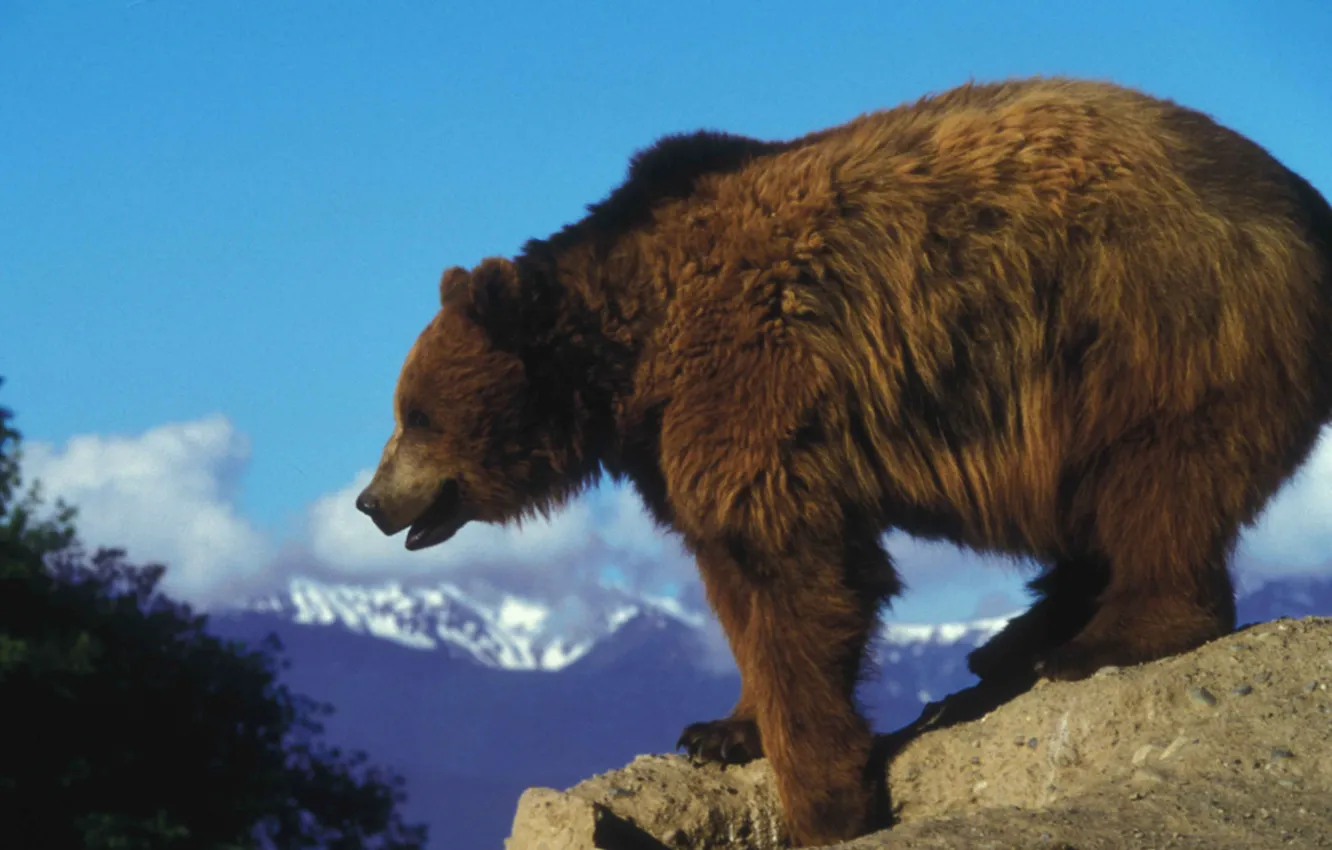 Фото обои black, bear, brown, animal, Grizzly, carnivor