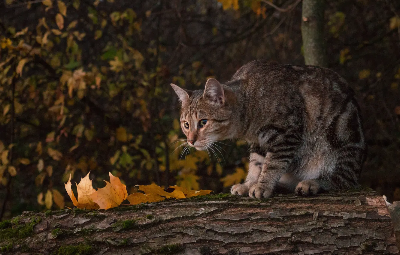 Фото обои осень, кошка, кот, взгляд, поза, бревно, мордашка