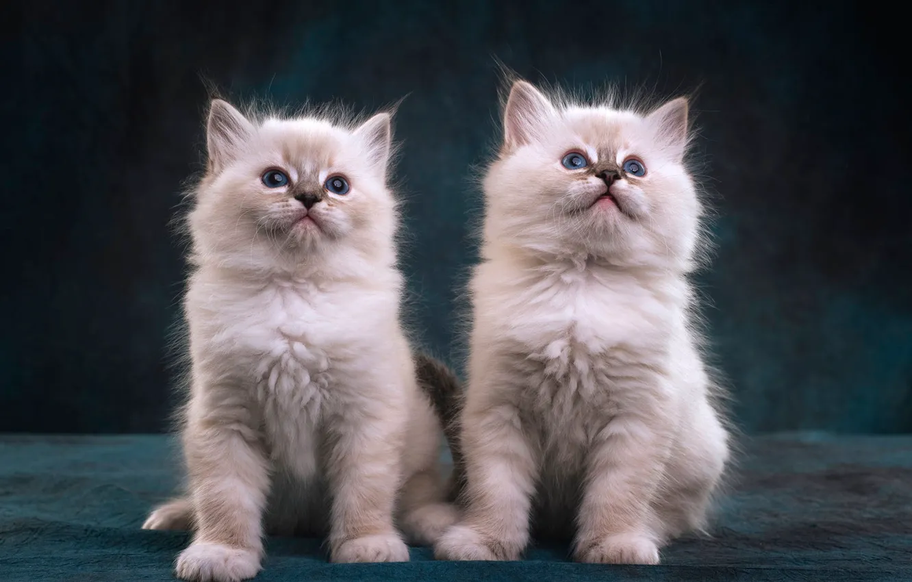 Фото обои взгляд, темный фон, котенок, пара, котята, белые, котёнок, парочка