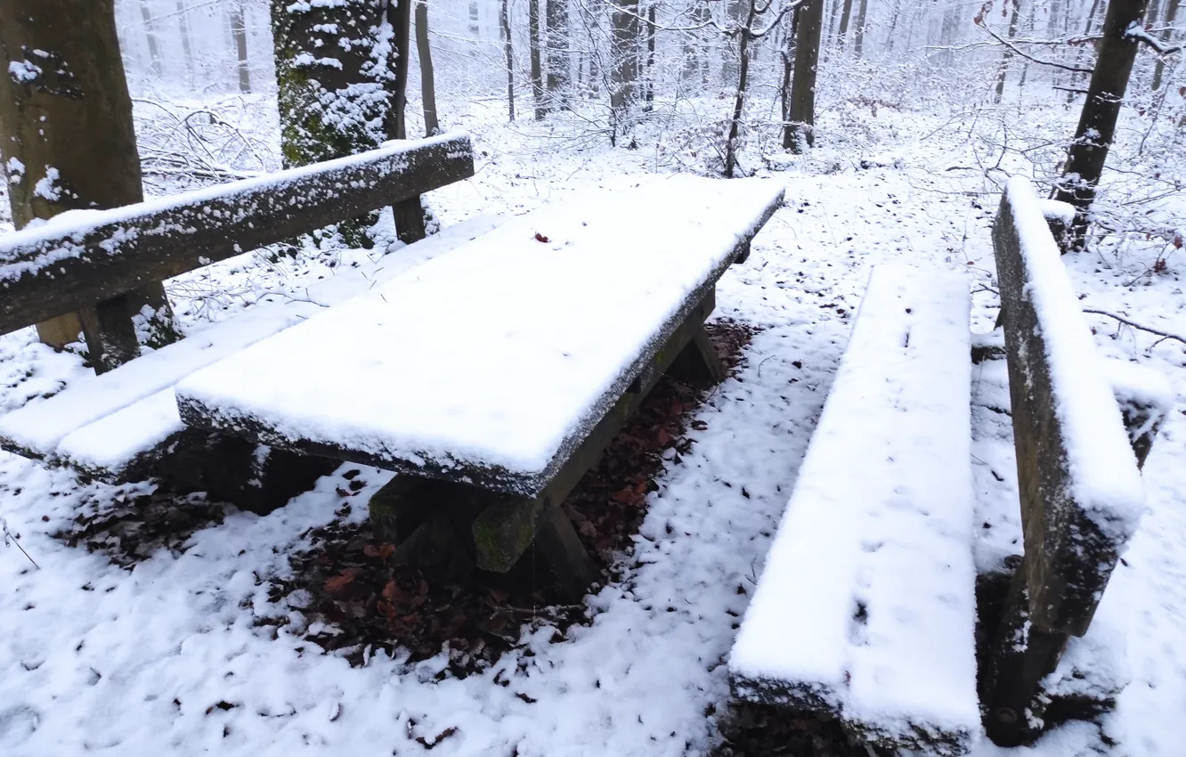 Фото обои зима, лес, снег, Лапочка, durnovskyi