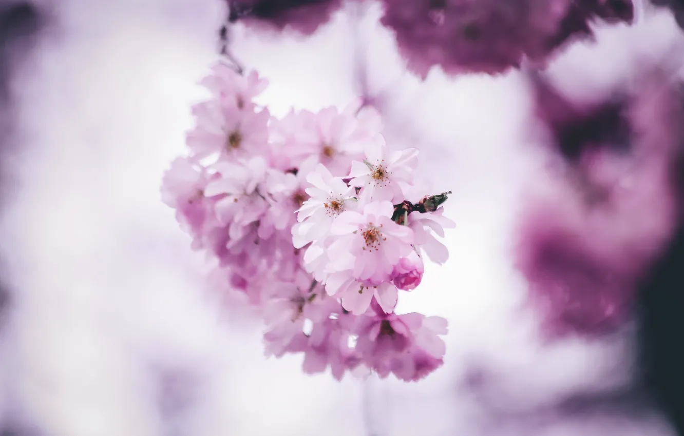 Фото обои Цвет, Весна, Цветок, Растение, Ветка, Растения, Flower, Flowers