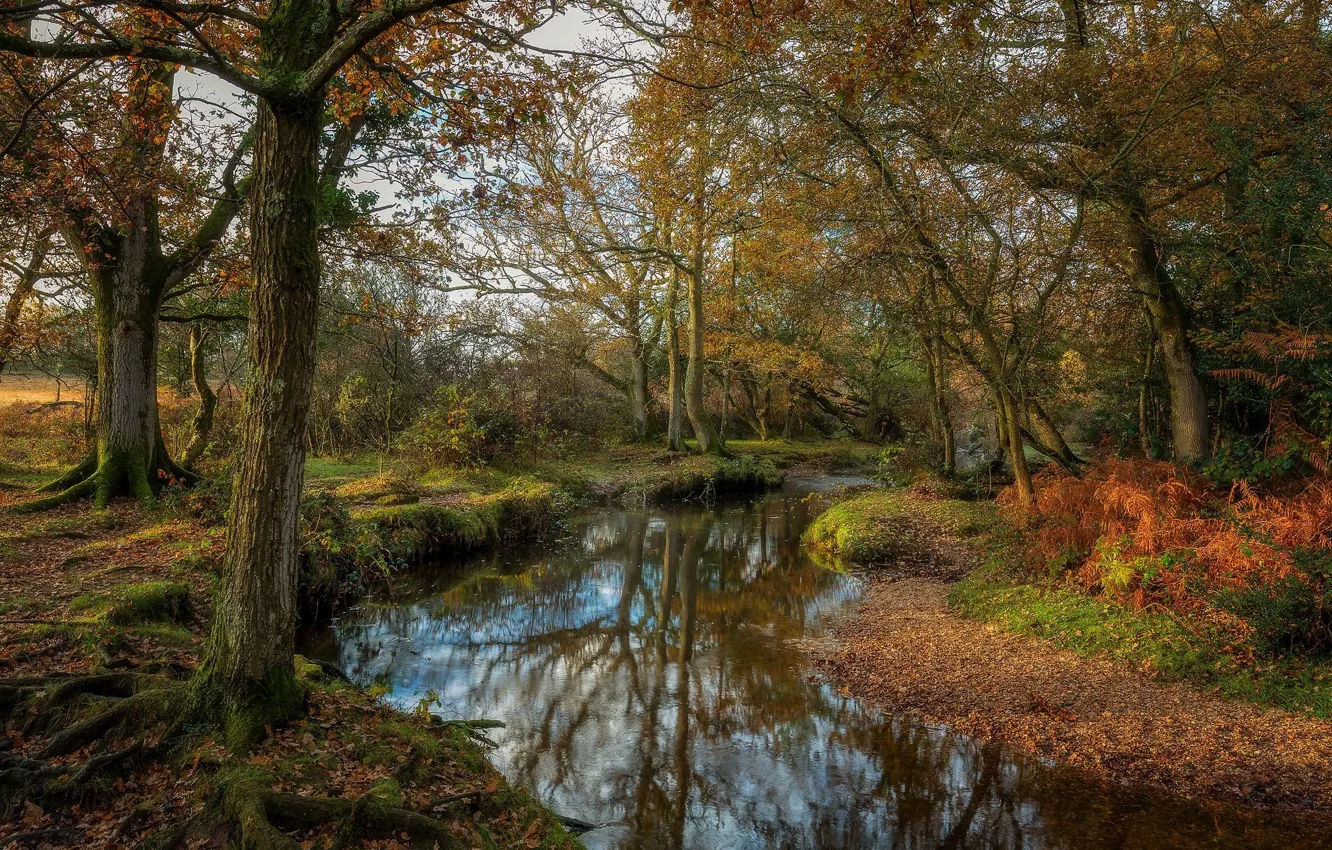 Фото обои осень, деревья, природа, озеро