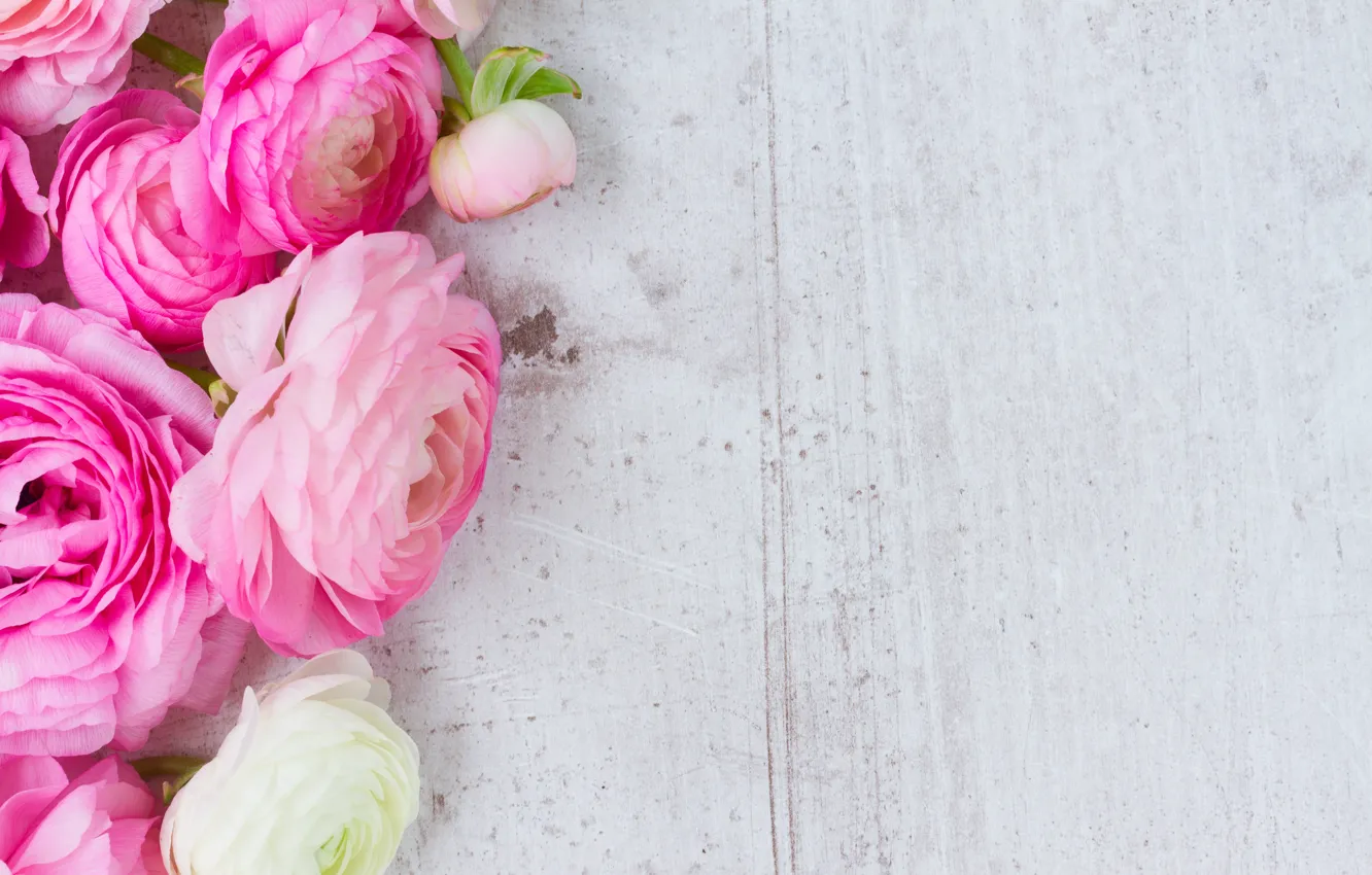Фото обои white, pink, розовые цветы, flowers, beautiful, лютики, ranunculus