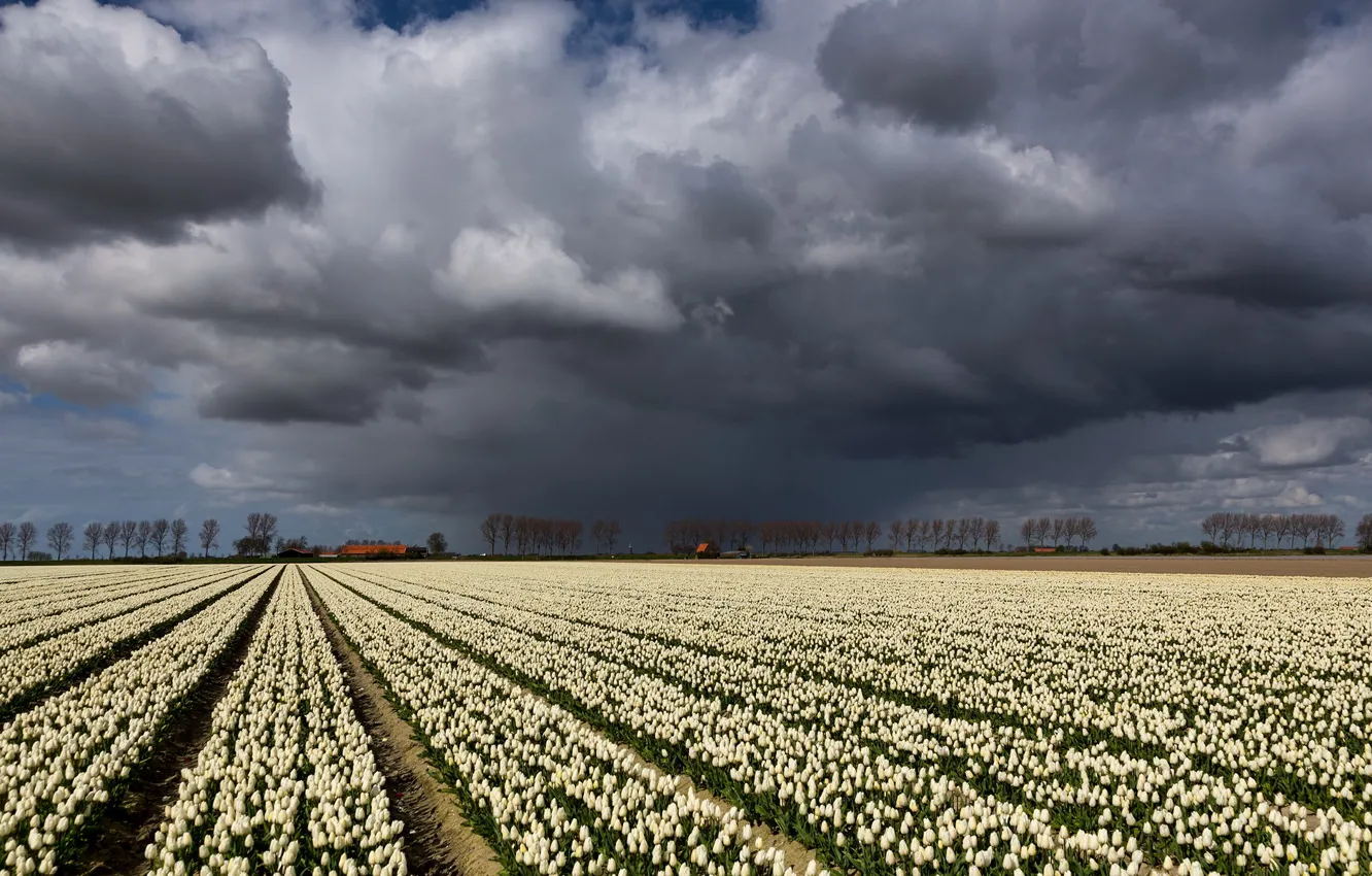 Фото обои поле, небо, пейзаж, тучи, тюльпаны