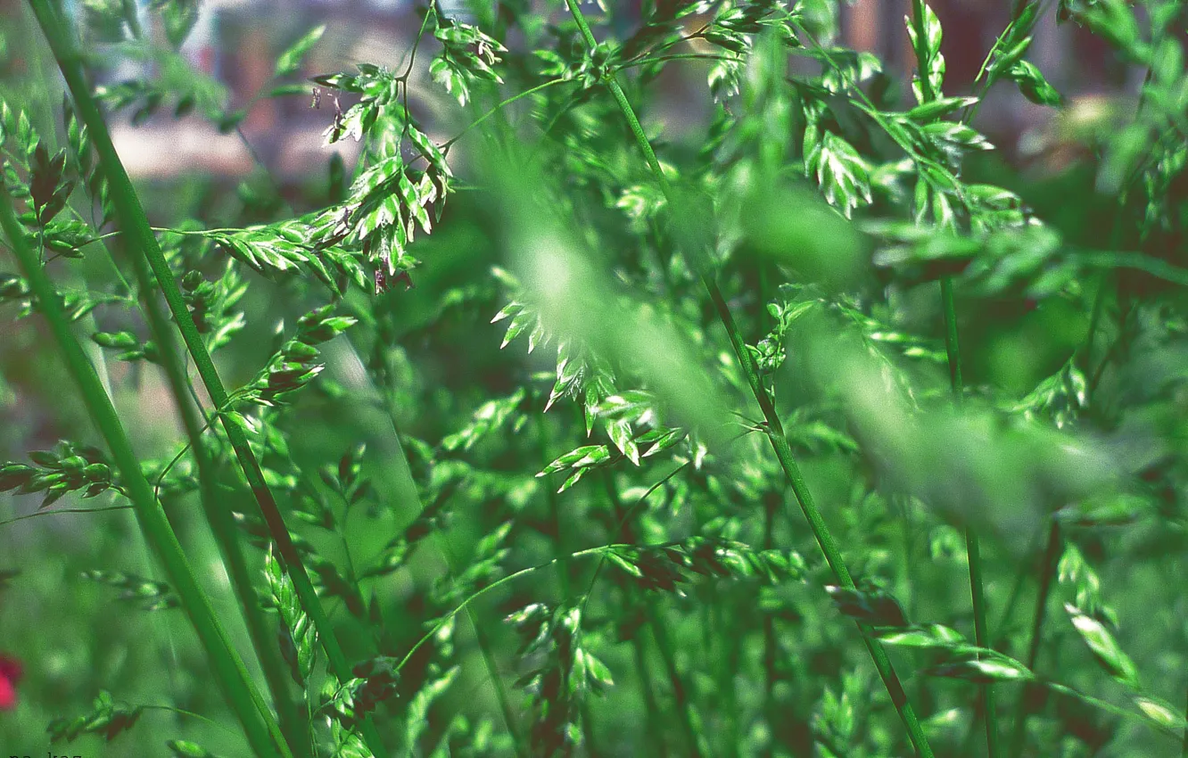 Фото обои зелень, лето, трава, природа, зеленый, растение, сочно