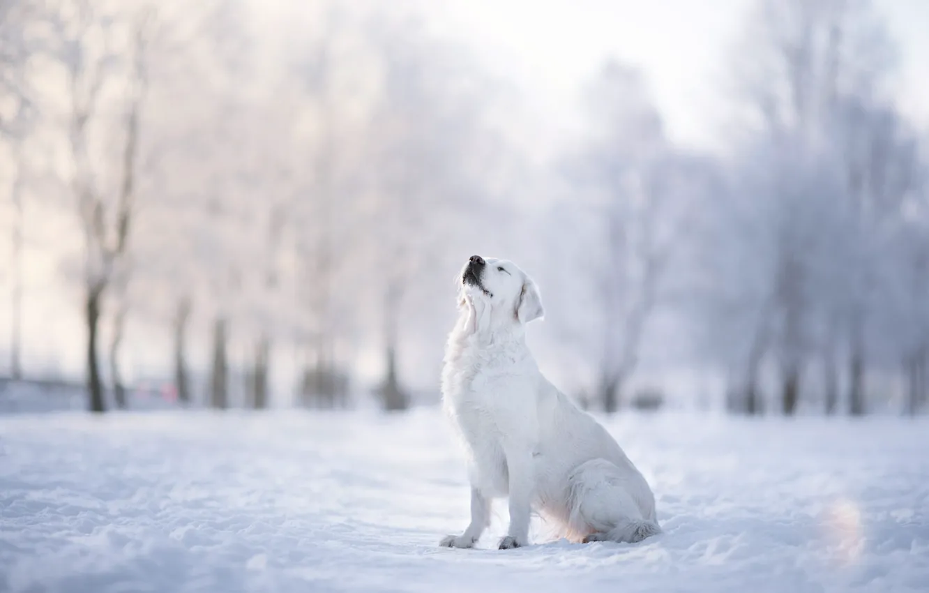 Фото обои зима, иней, белый, свет, снег, деревья, поза, туман