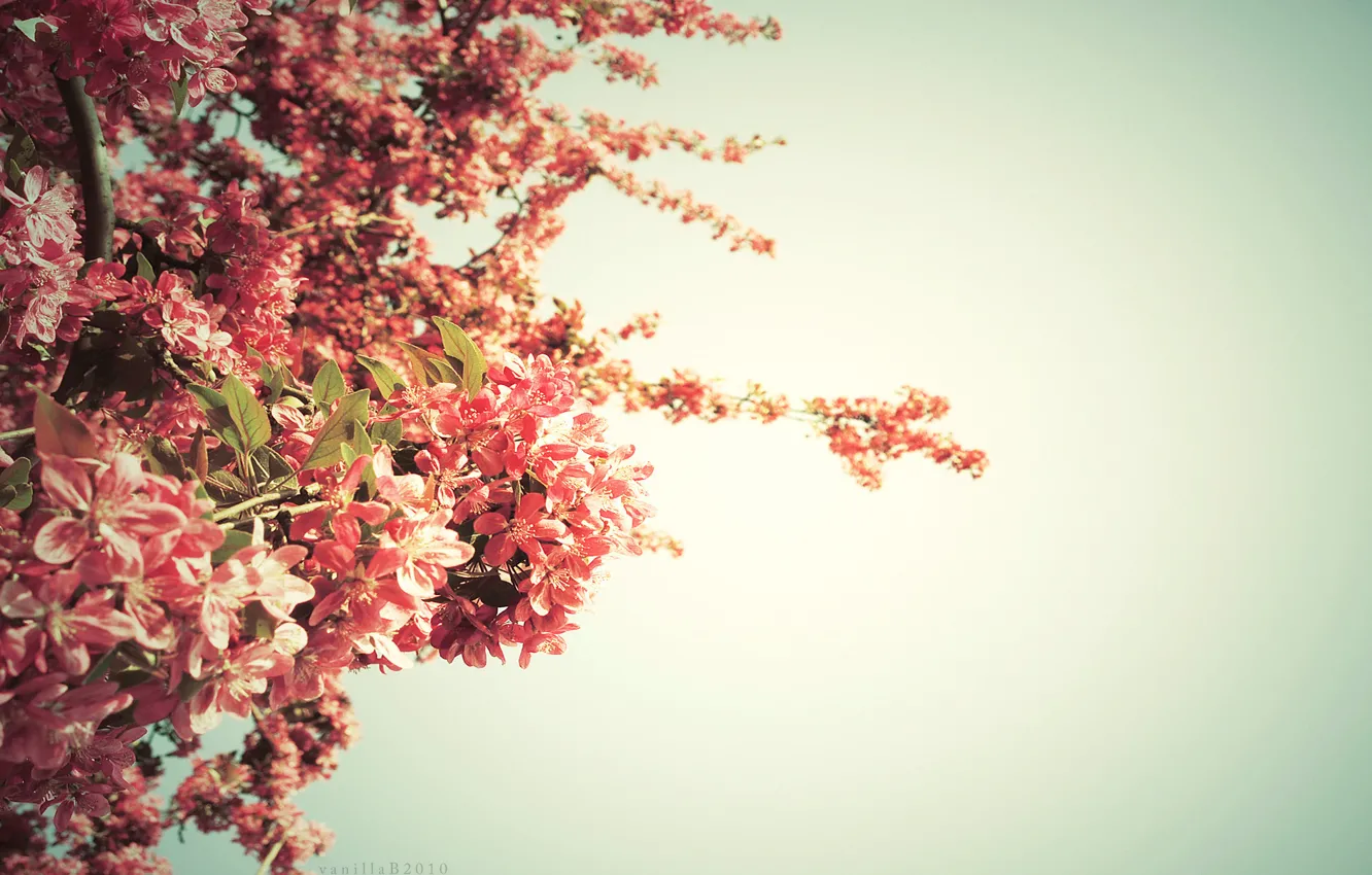 Фото обои дерево, цвет, весна, springtime