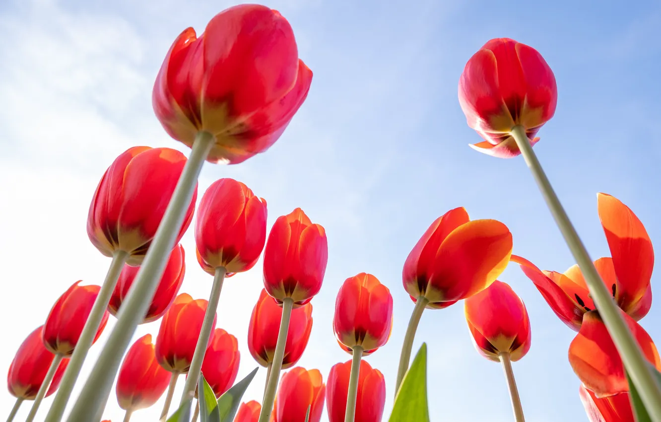 Фото обои небо, природа, весна, тюльпаны