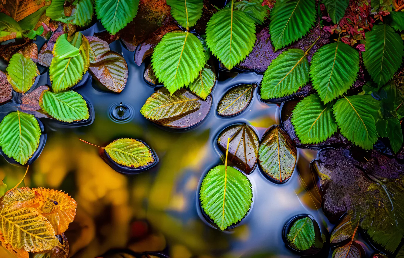 Фото обои Water, Drops, Foliage