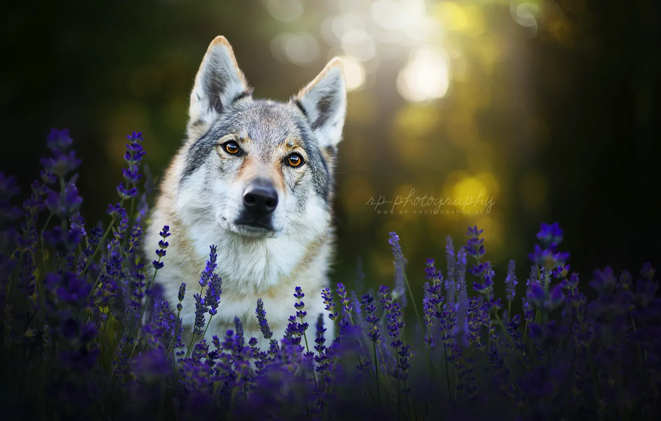 Фото обои взгляд, морда, цветы, собака, лаванда, чехословацкая волчья собака