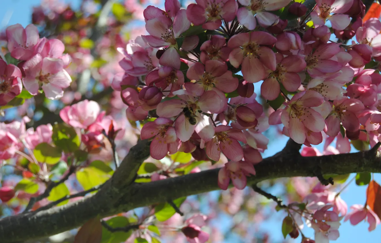 Фото обои цветы, пчела, дерево, сакура, cherry blossom