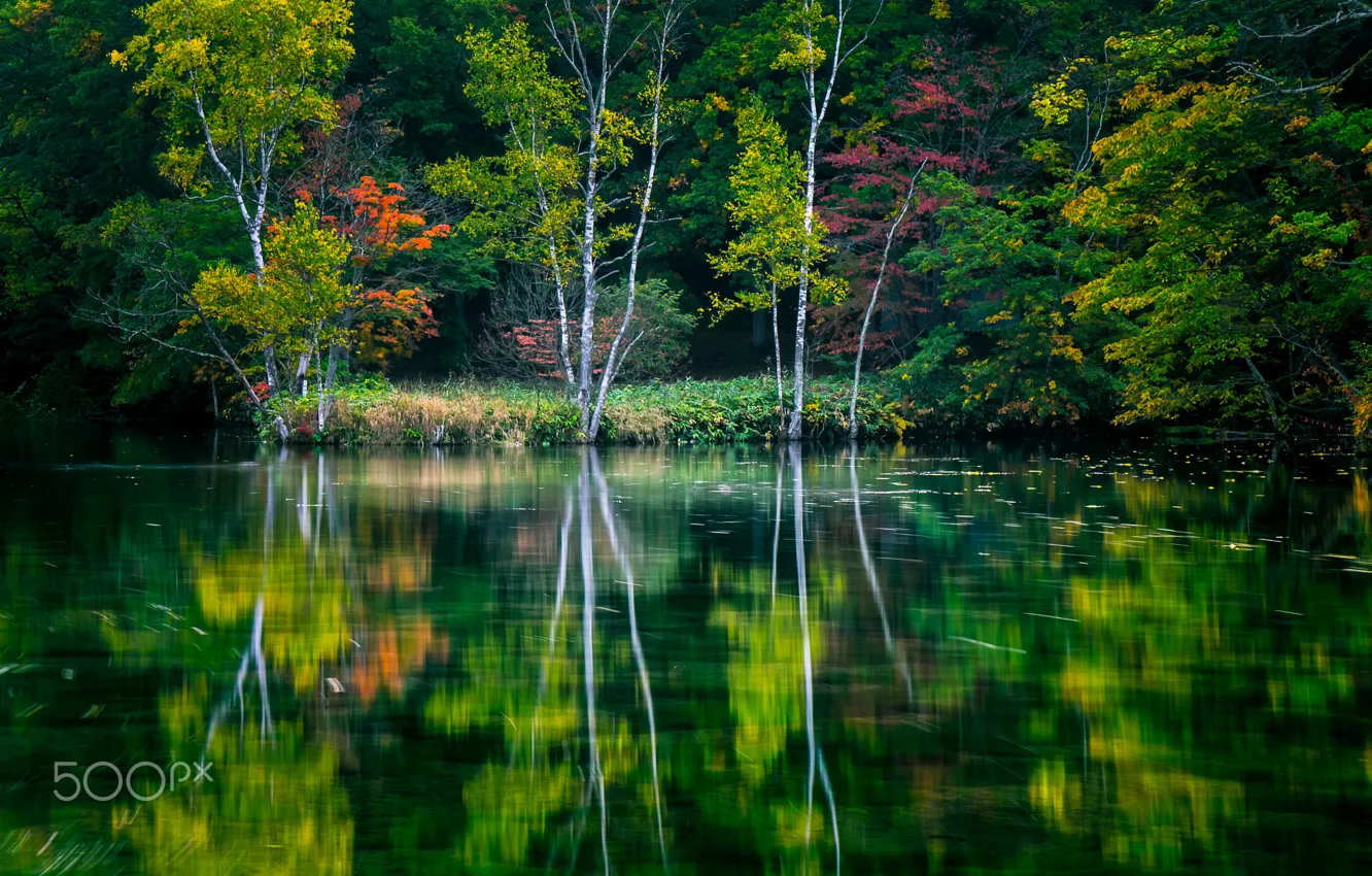 Фото обои вода, деревья, природа, озеро, река