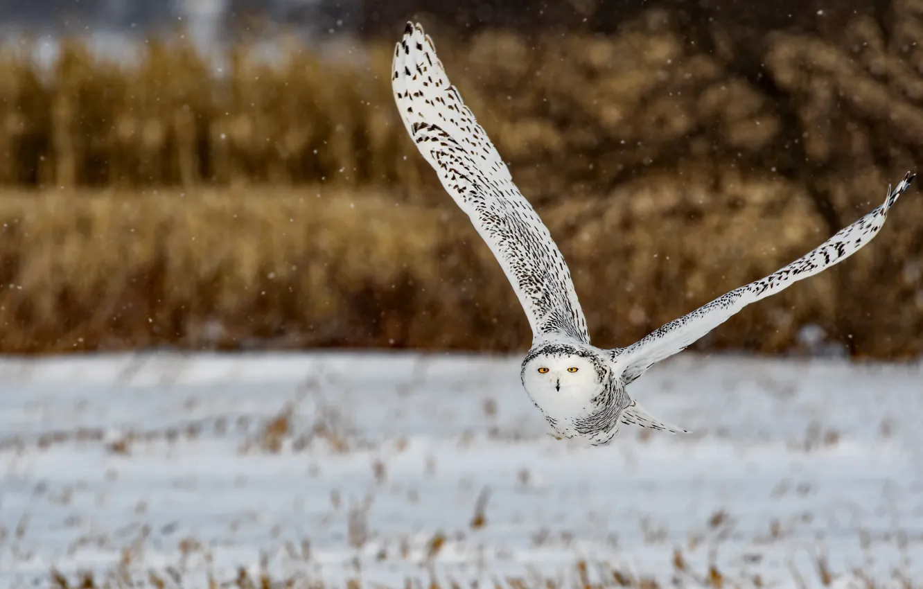 Фото обои зима, взгляд, снег, полет, природа, сова, птица, снегопад